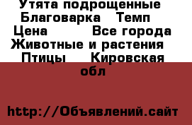 Утята подрощенные “Благоварка“,“Темп“ › Цена ­ 100 - Все города Животные и растения » Птицы   . Кировская обл.